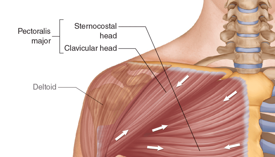 Clavicle muscle attachments