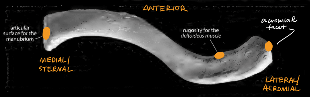 Clavicle Superior View