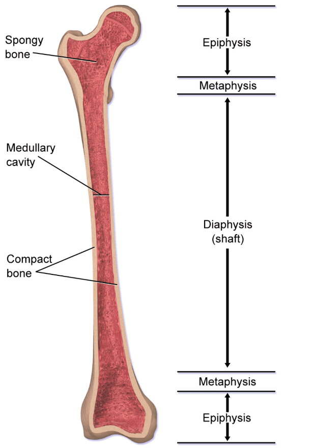 Long bone