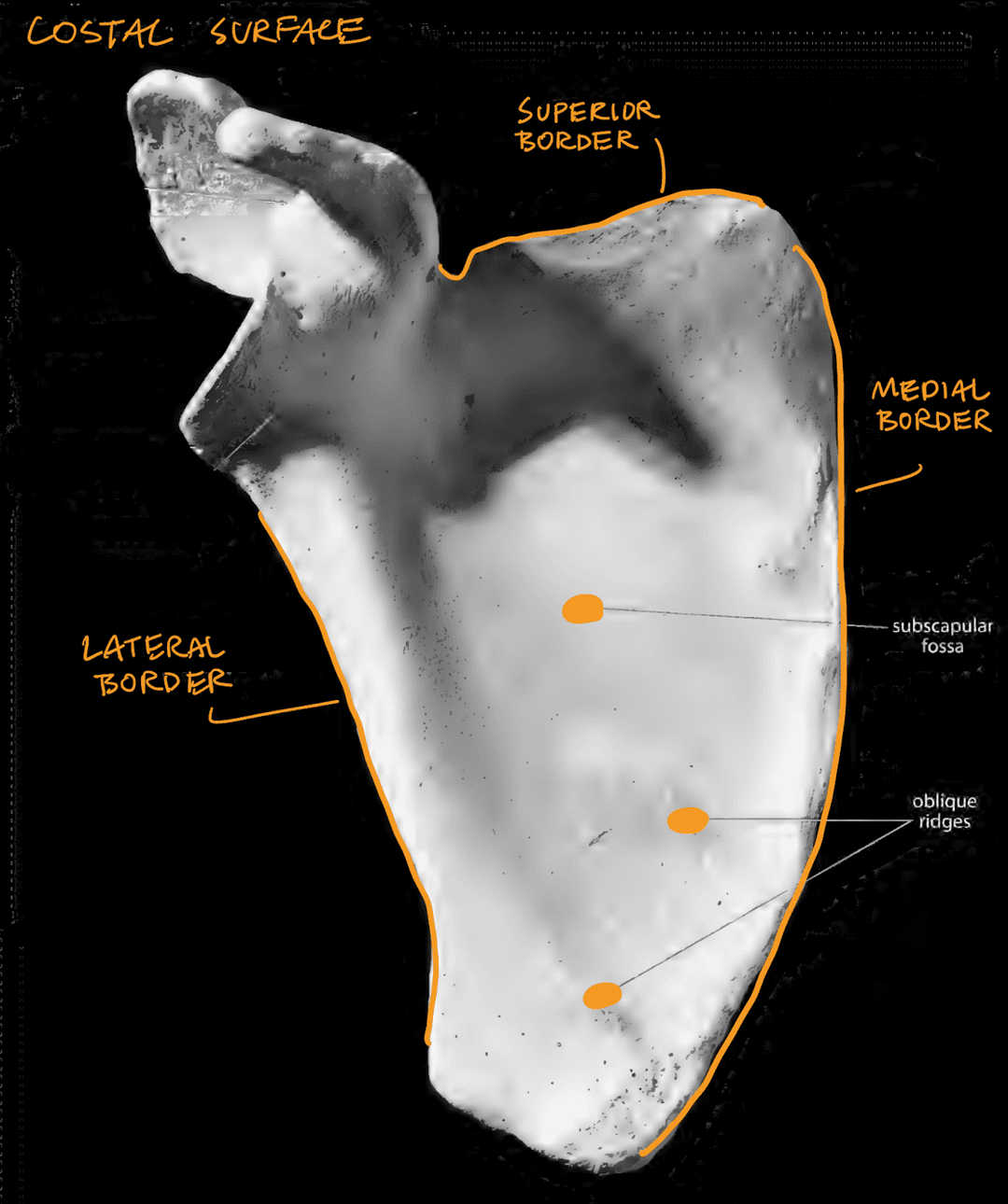 Scapula Costal View