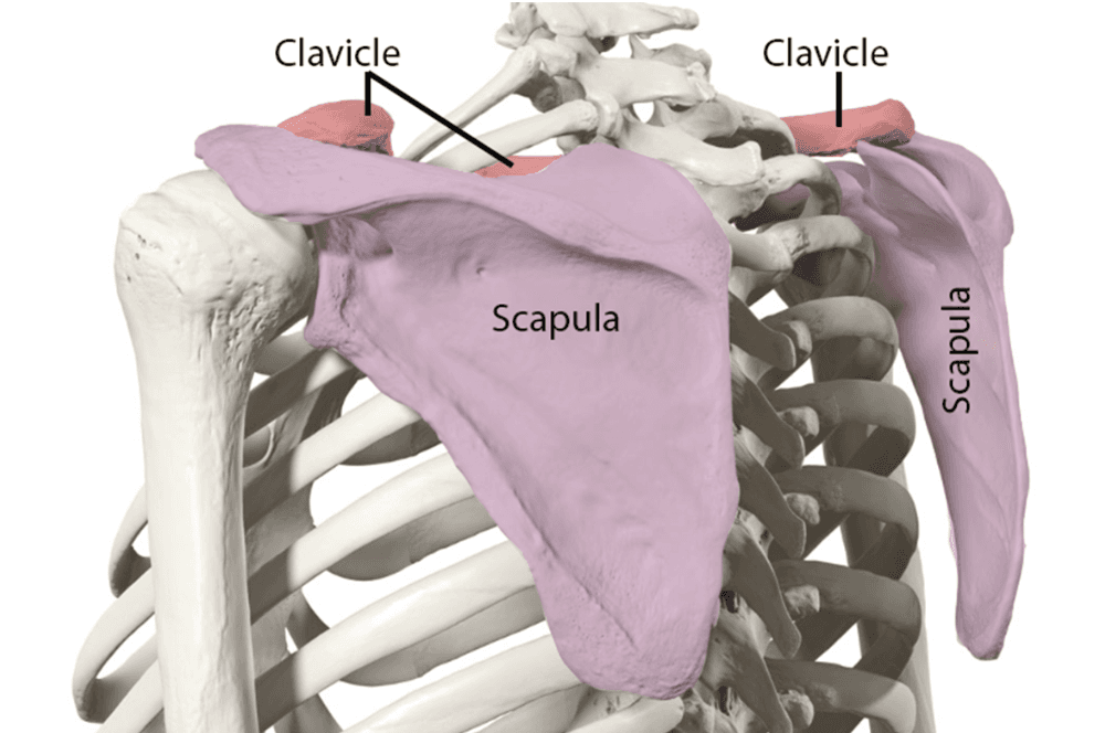 Scapula skeleton