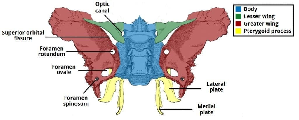 Sphenoid posterior