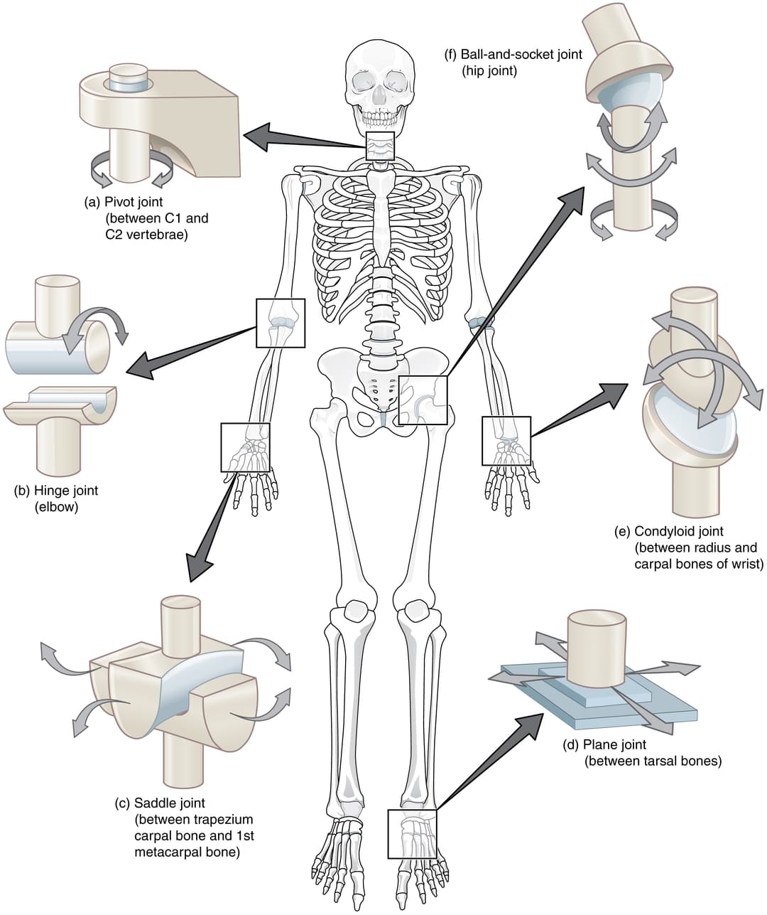 Synovial Joint