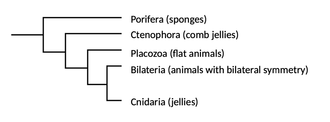 Animal phylogeny