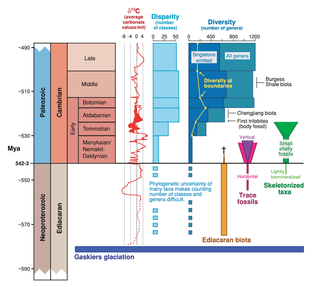 Chart of the Cambrian Explosion