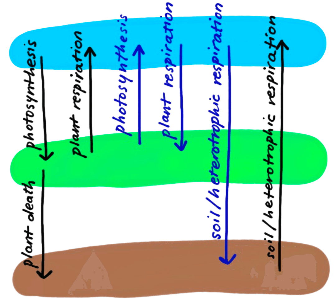 Carbon cycle