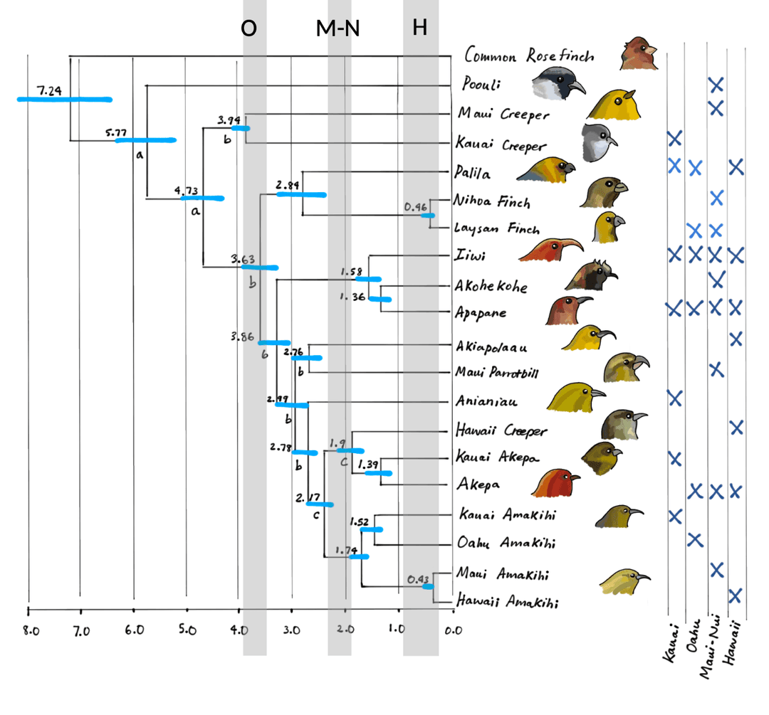 Hawaiian honeycreeper phylogeny