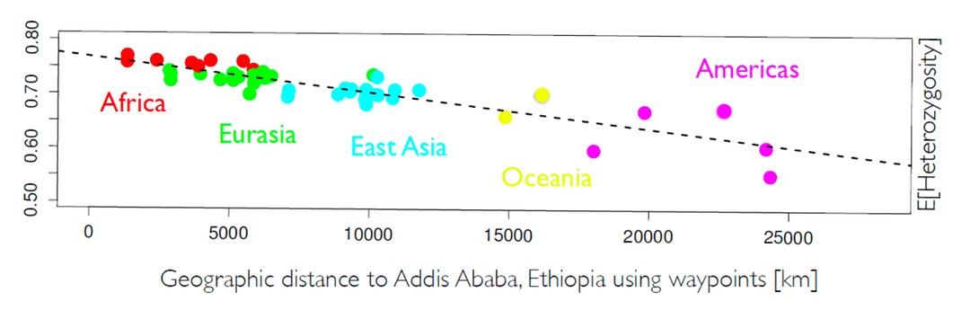 Human heterozygosity