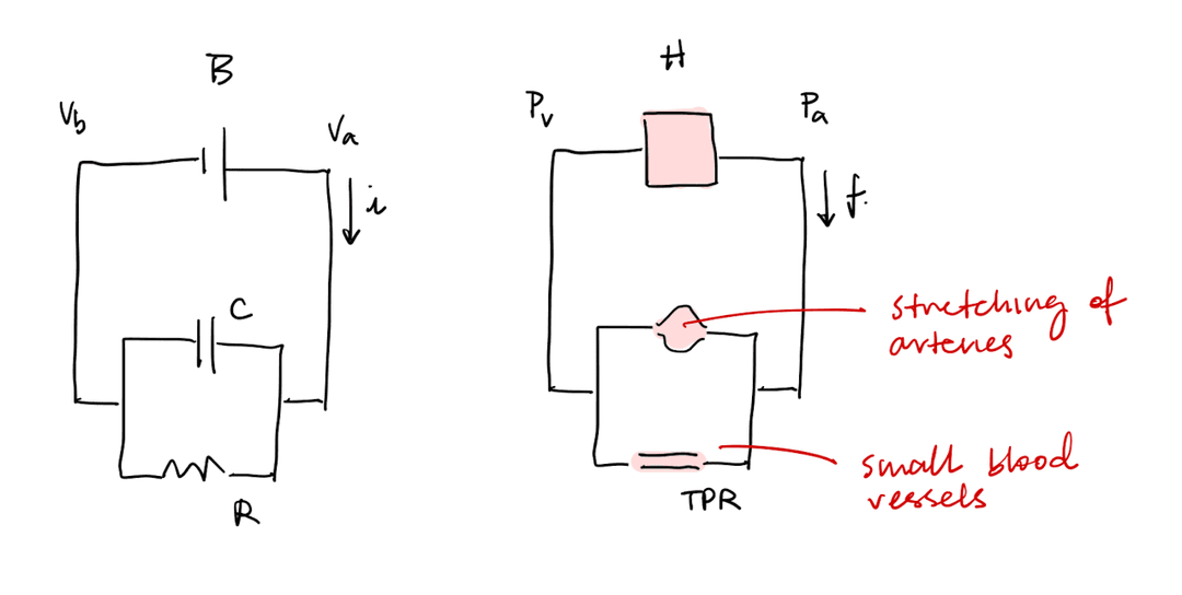 Cardiac system circuit